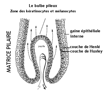 Le bulbe pileux