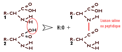 schéma des liaisons chimiques